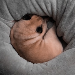 Tierporträt-Creator