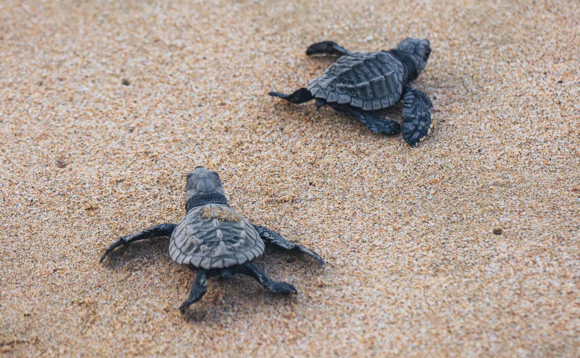 Turtle Stack