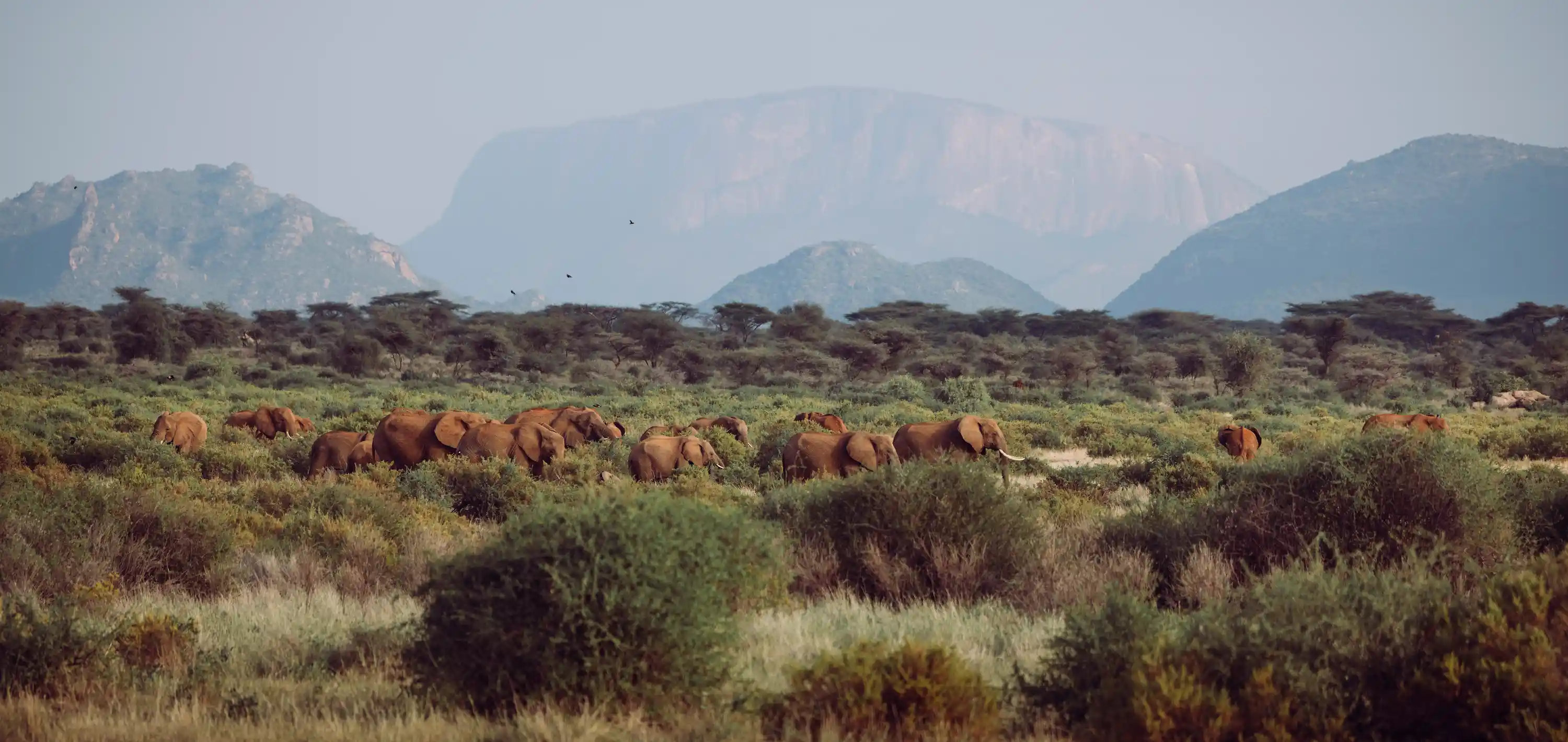 Elephants at the Camp