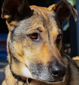 Tierfotograf