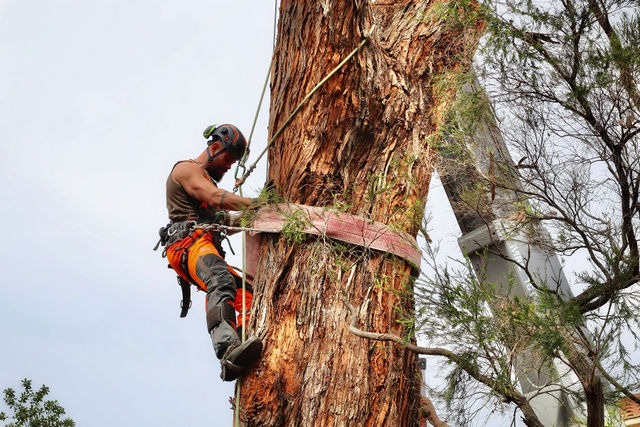 Richmond Tree Specialists