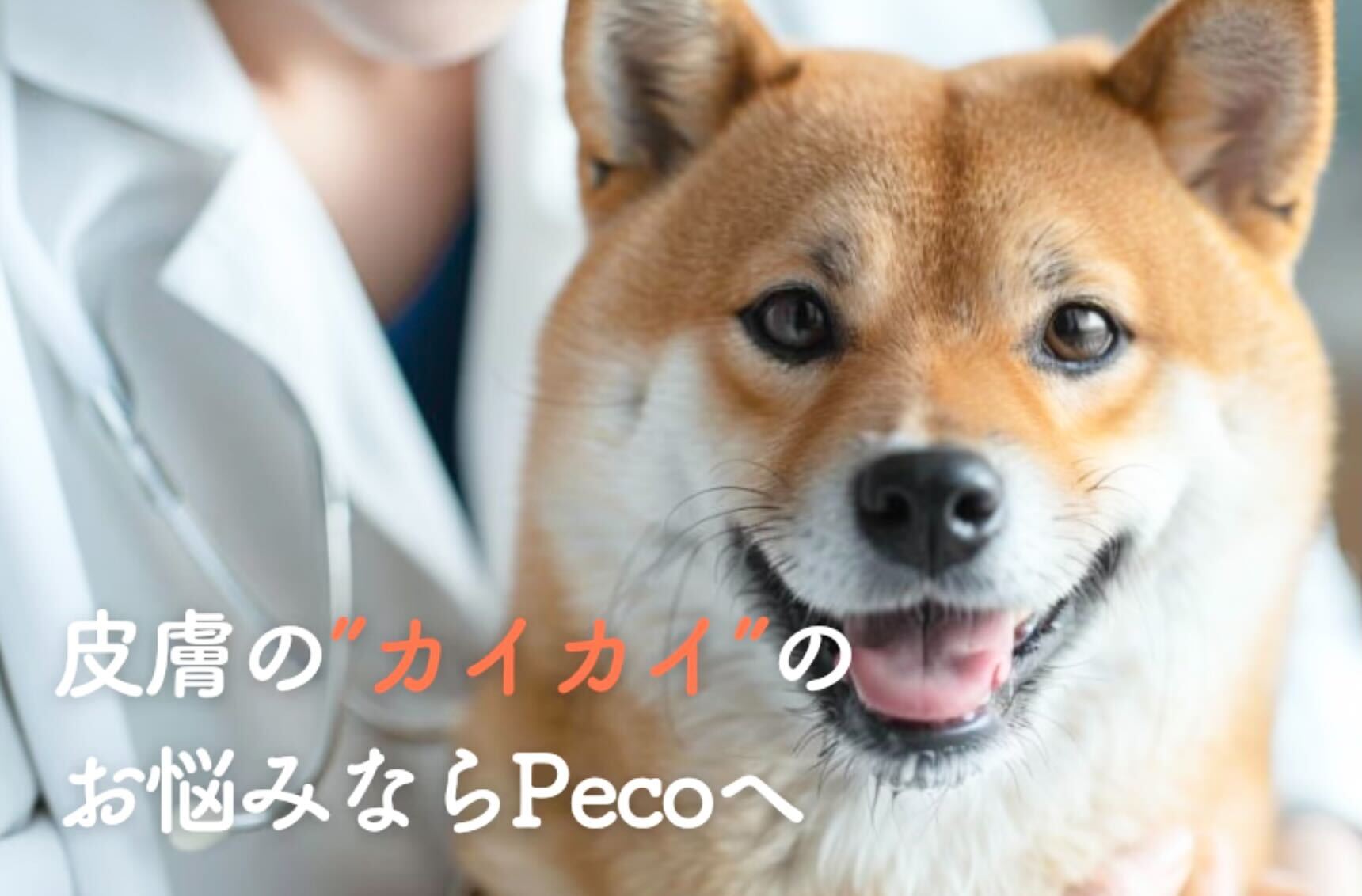 東京都でおすすめの動物病院】犬と猫の皮膚の赤み・カイカイのお悩み