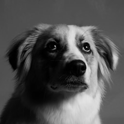 Pet-Content-Creator