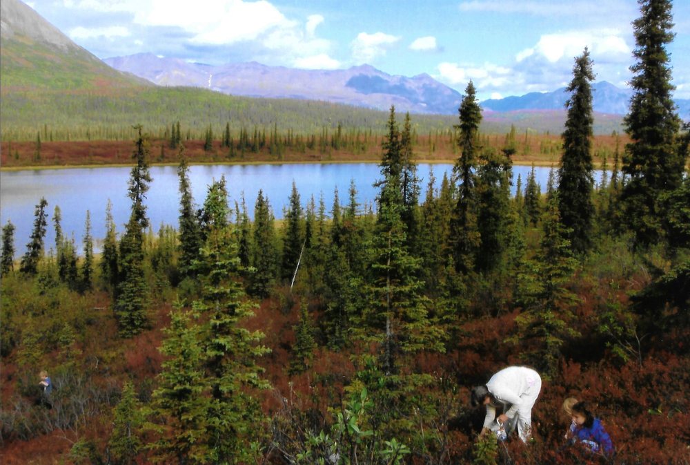 Chris's family picking berries on the autumn tundra above a blue lake, with spruce and the Alaska Range beyond