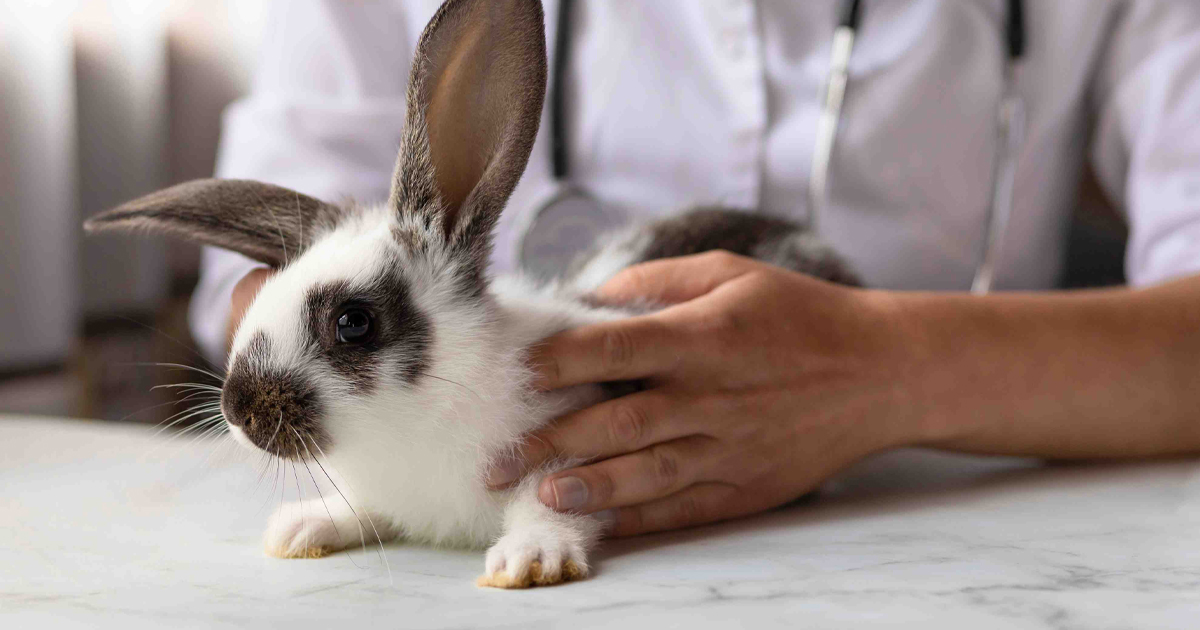 Rabbit Guinea Pig Vet Dubai Preventive Care Treatments