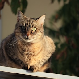 Pepper