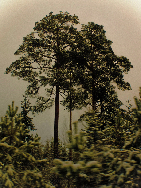 Pine