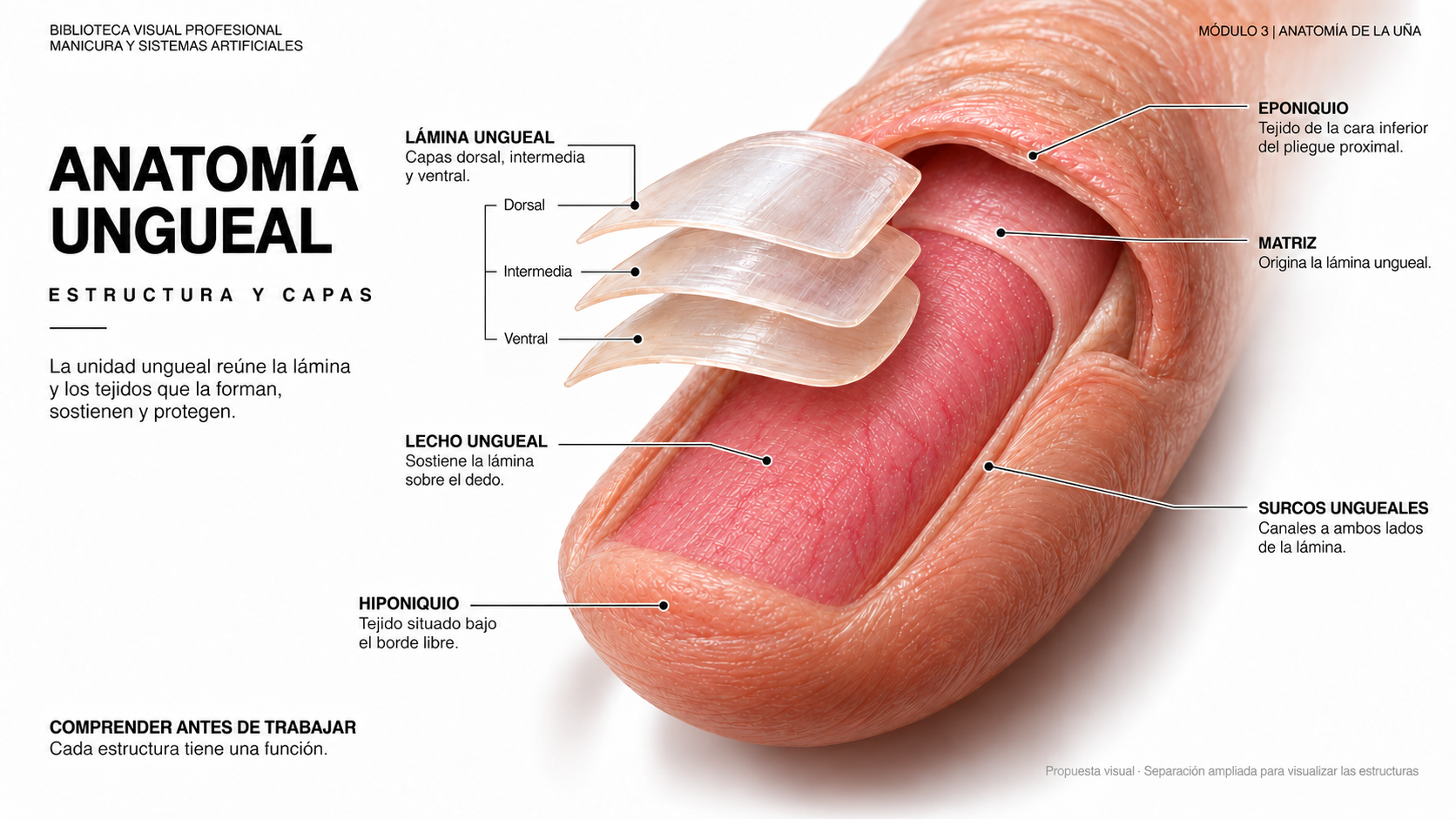 Página completa aprobada de anatomía ungueal