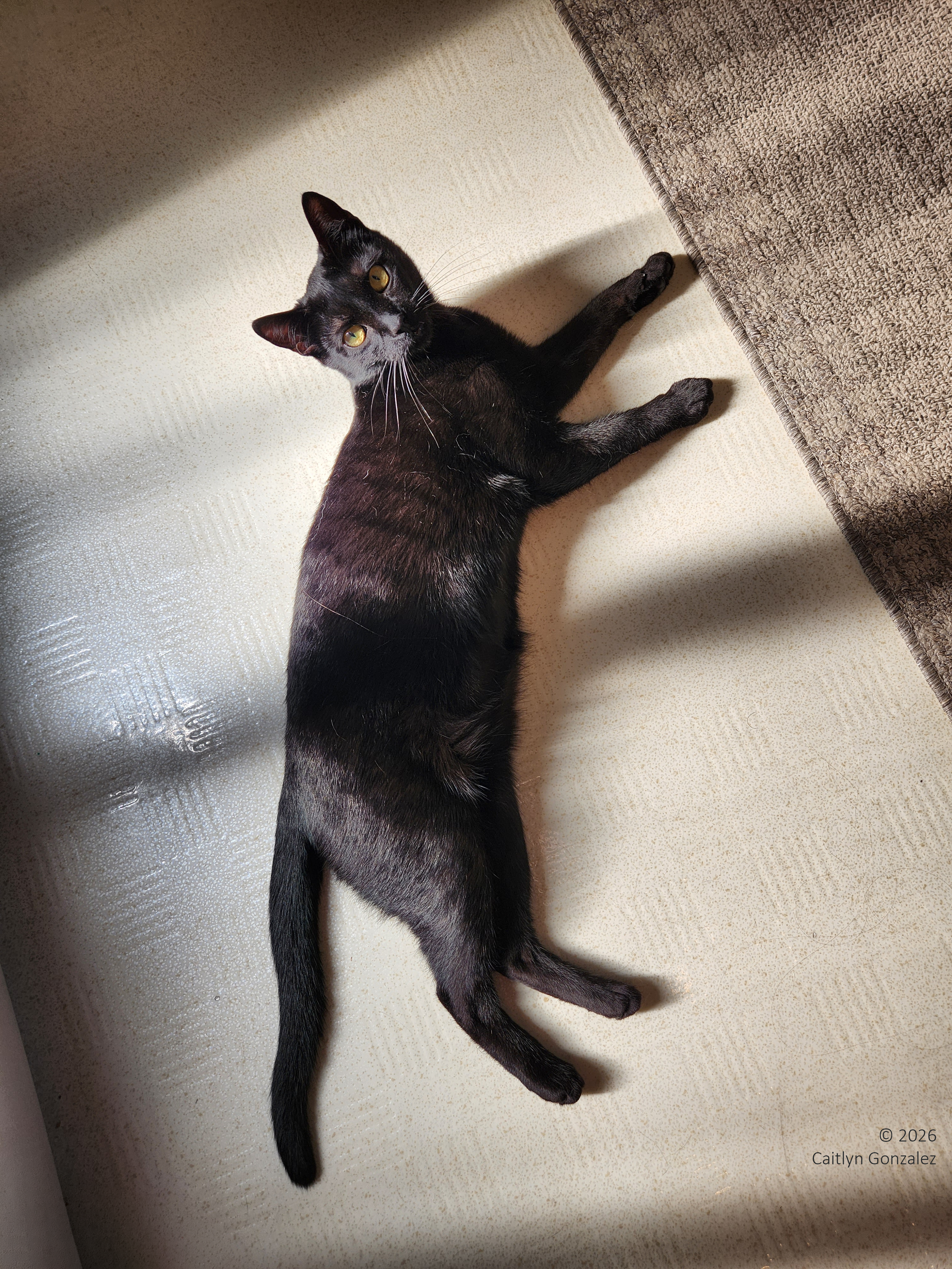 An all black cat laying on a cream coloured floor. The sun is hitting her so you can see that she has dark black stripes