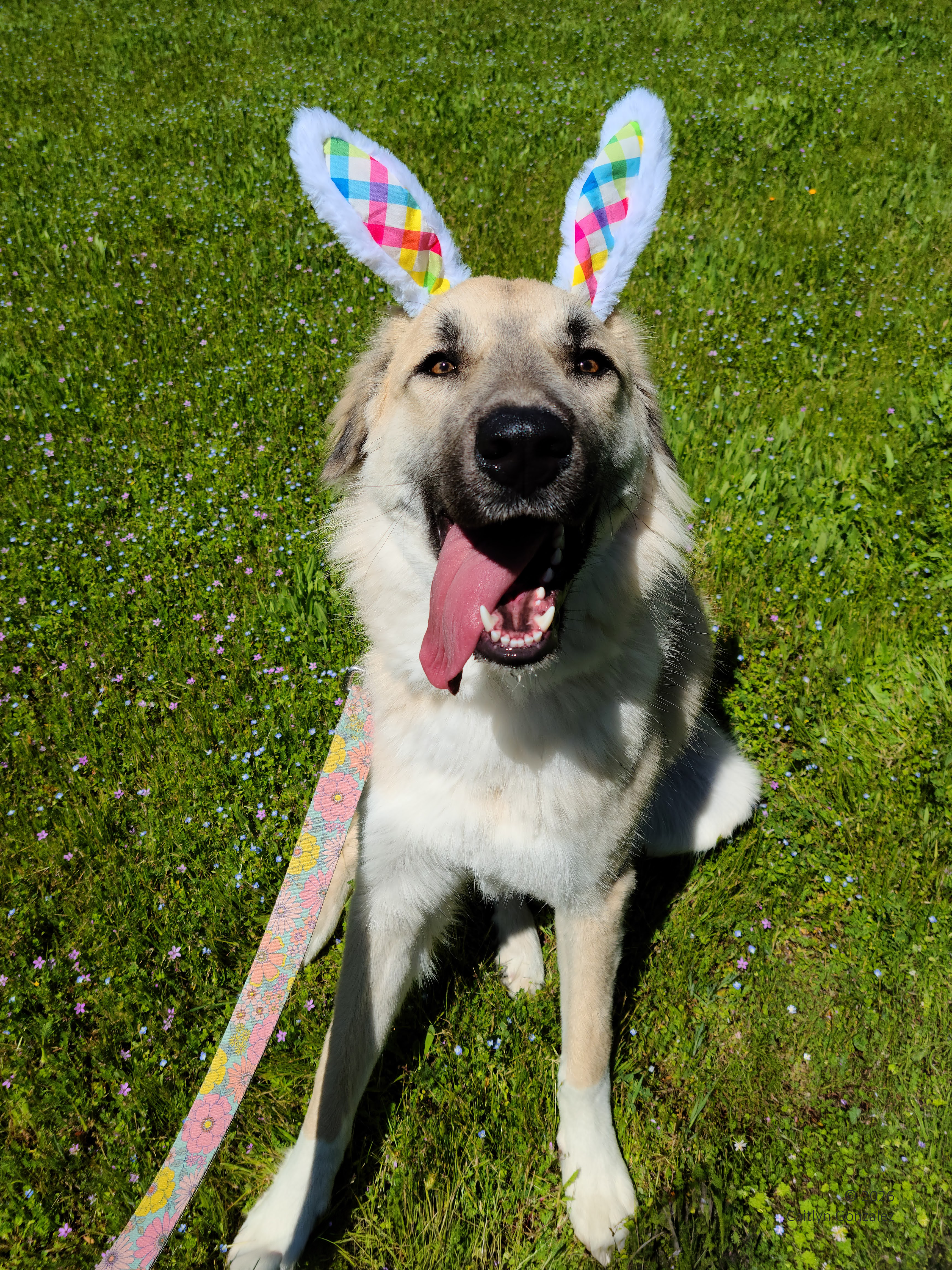 An anatolian shepherd wearing bunny ears and sitting in a green field
