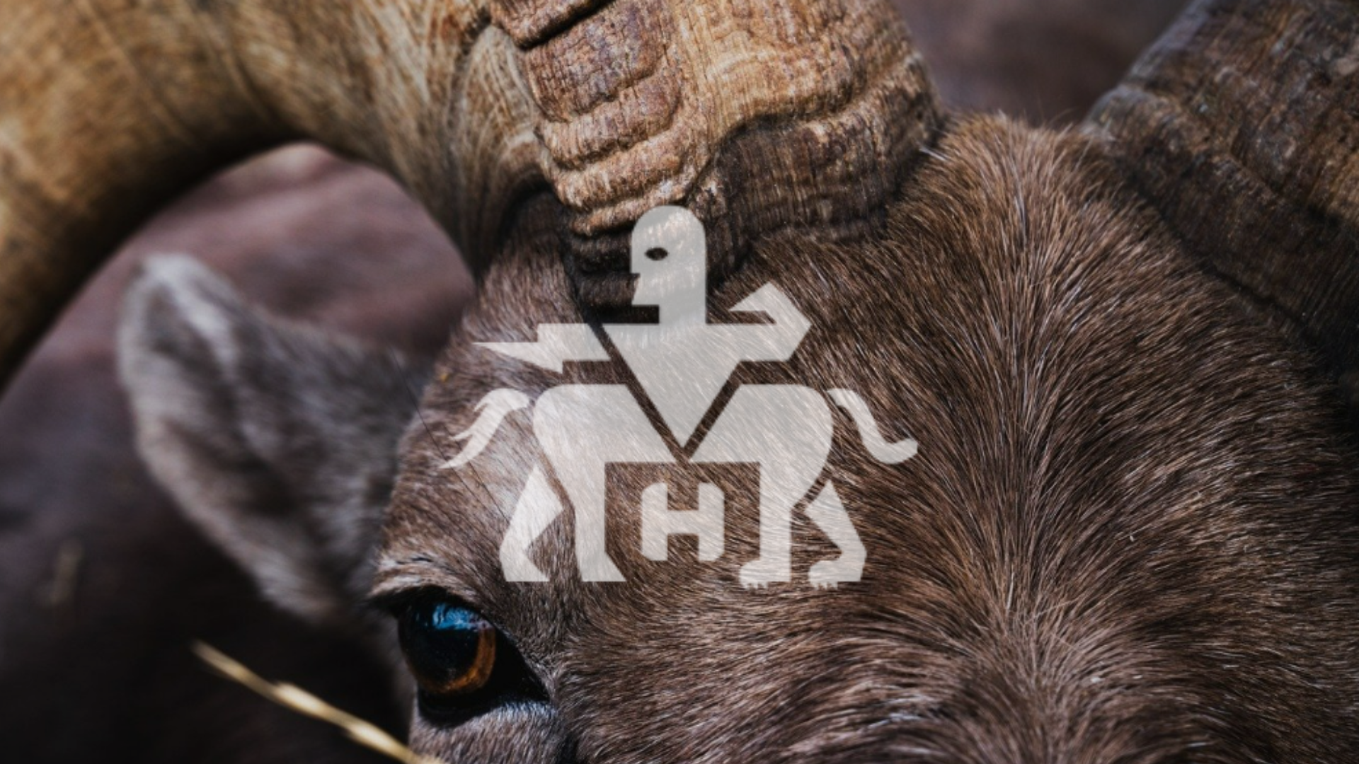 humanpredatorpackmule.com