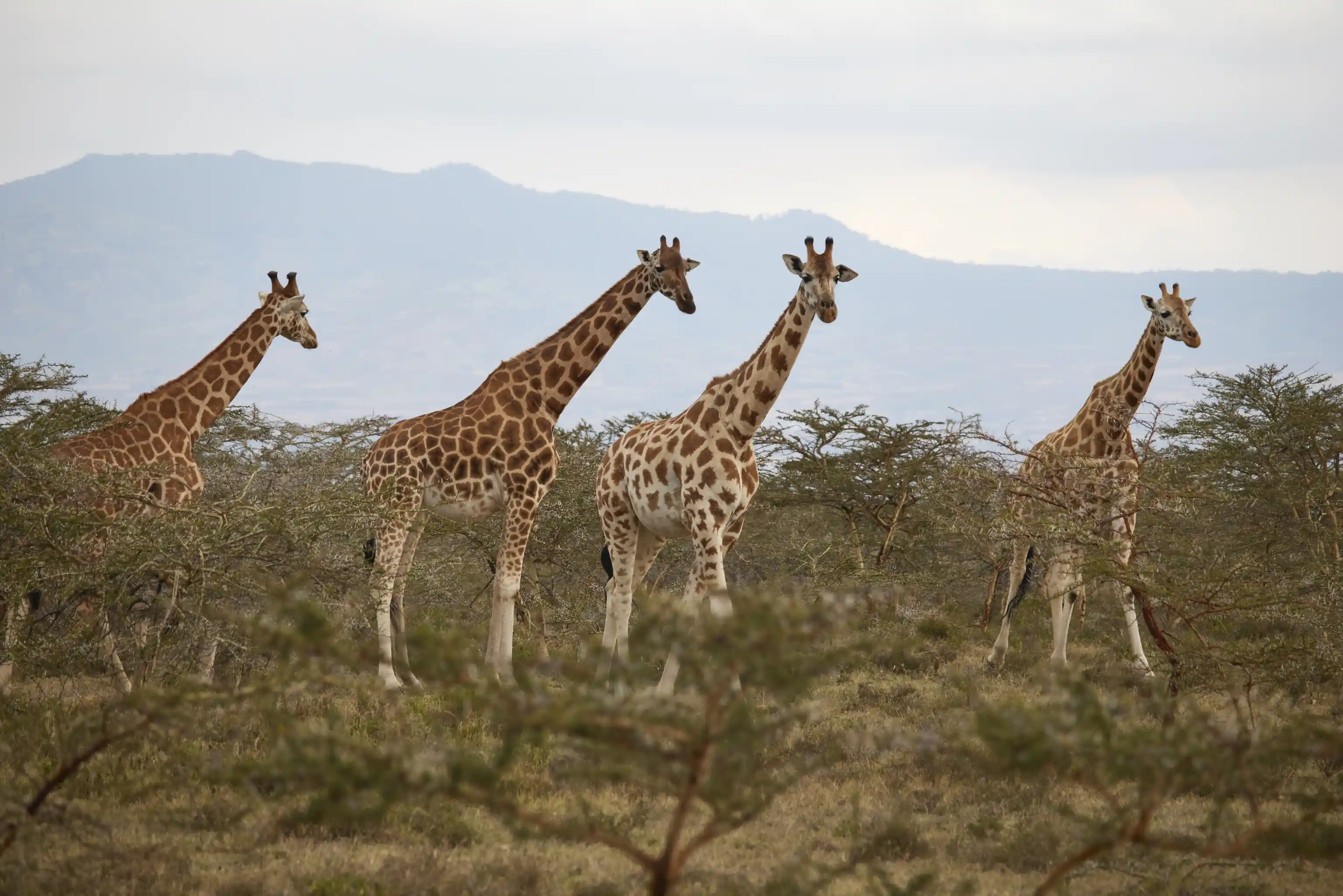 Wildlife