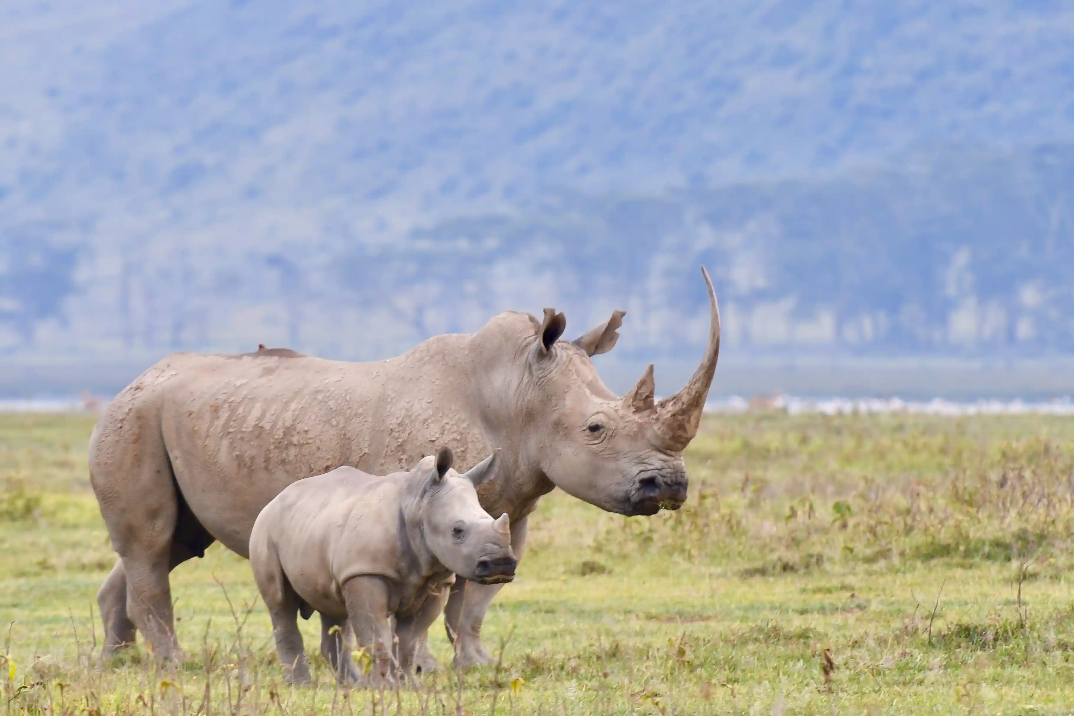 Soysambu Conservancy