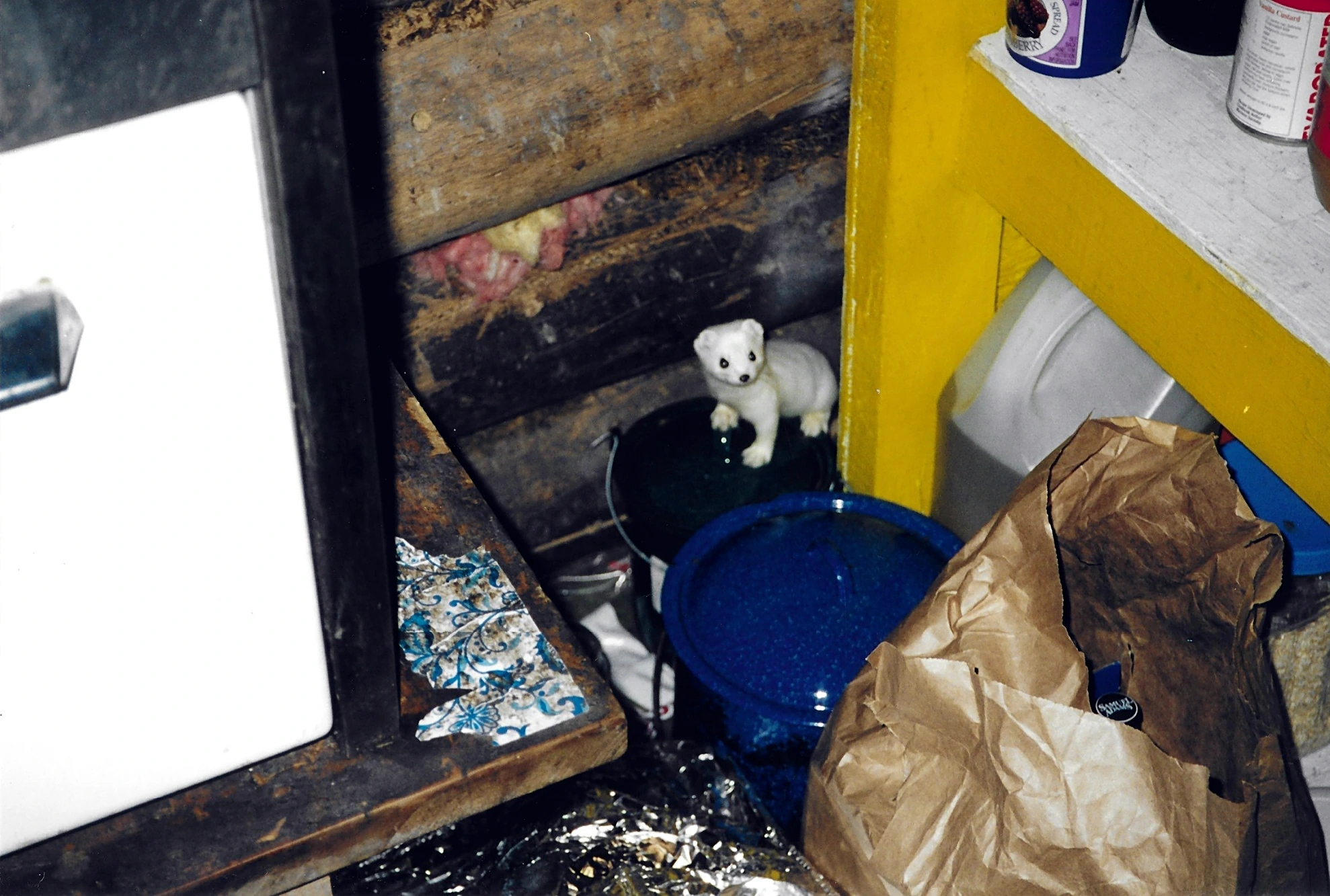 Willy Pete, the white ermine, on a pot by the log wall of the cabin, 1990s