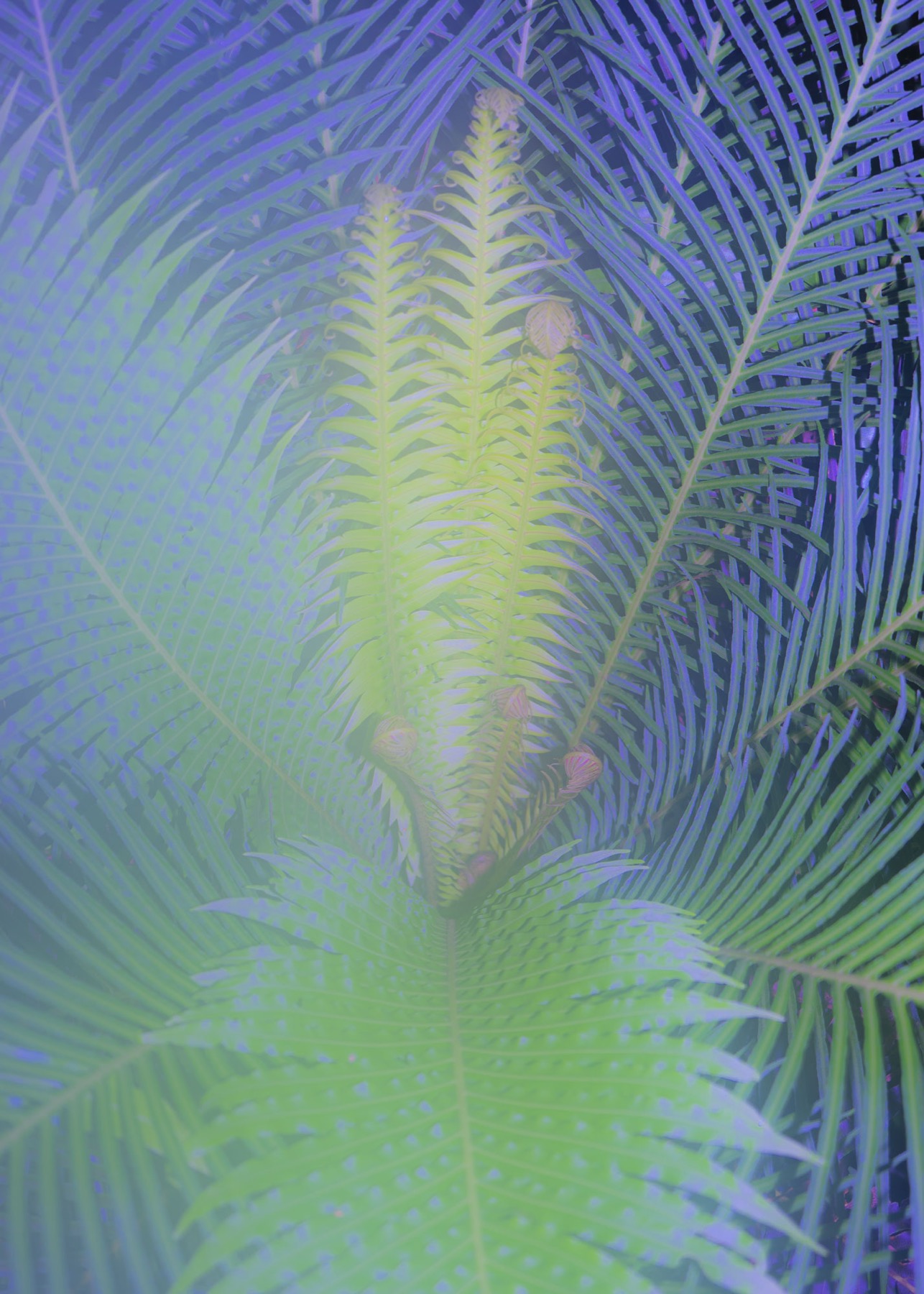01 Fern