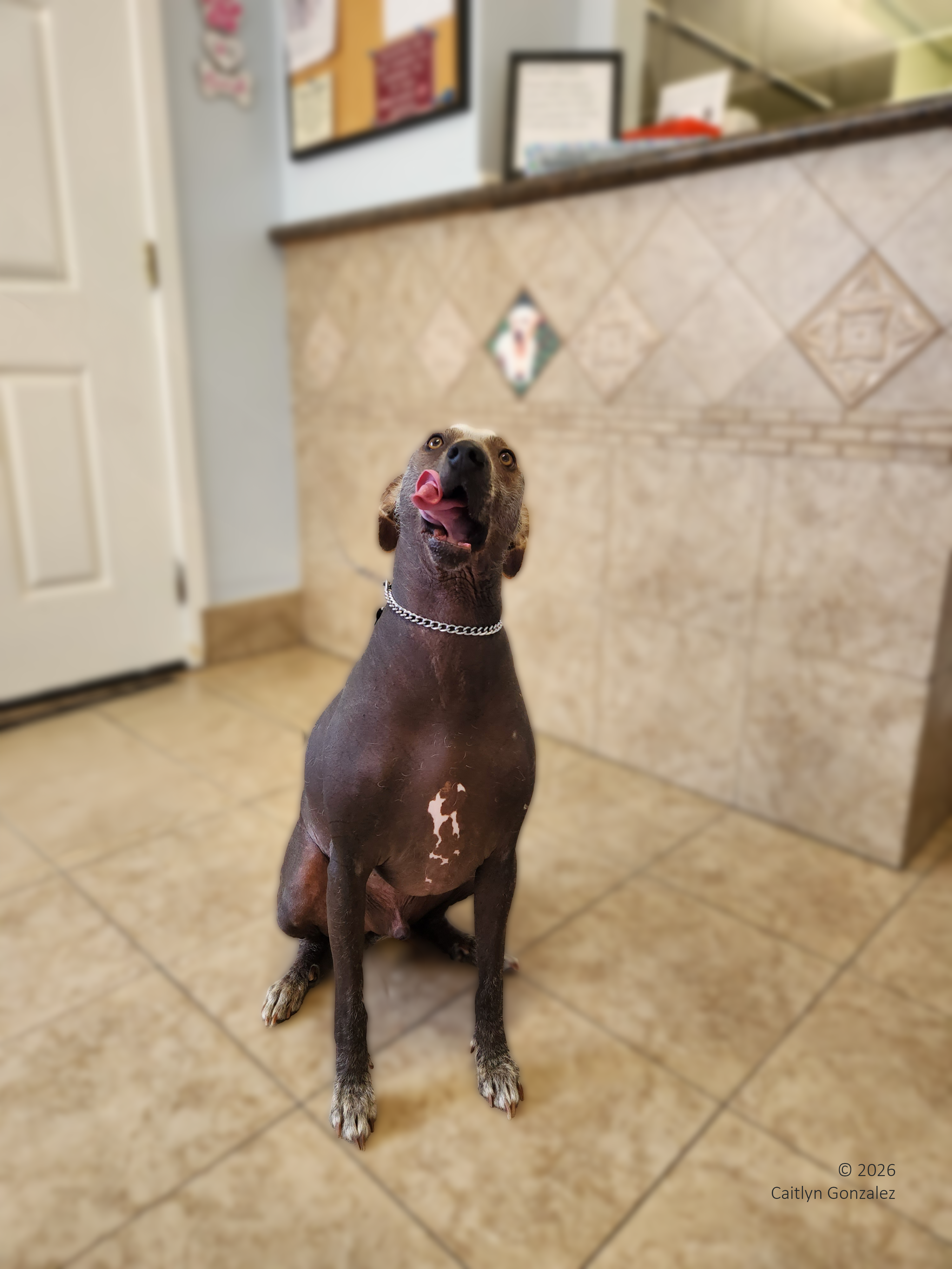 A dog sitting in a tiled room with his tongue out. He is a breed commonly referred to as a Mexican Hairless Dog