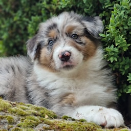 Sable