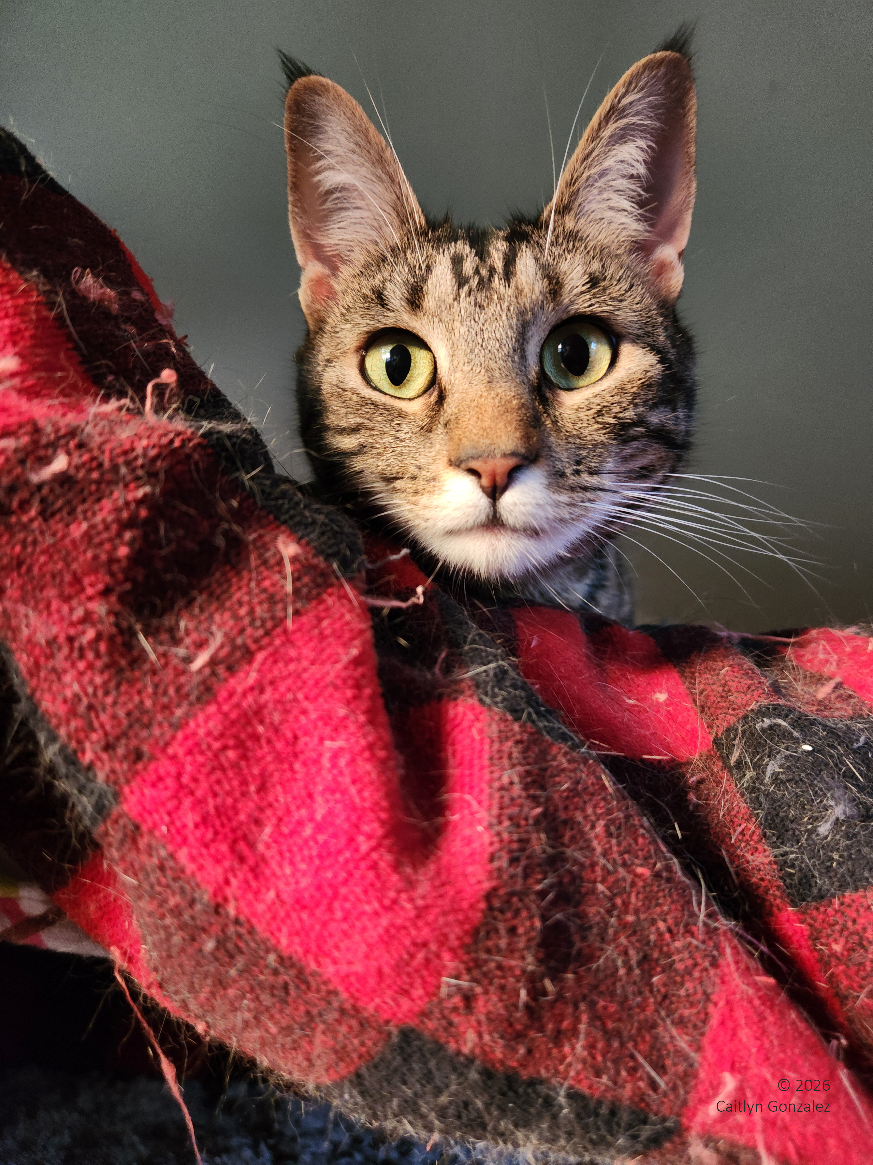 A bright-eyed tabby cat looking over the edge of a red and black plaid blanket