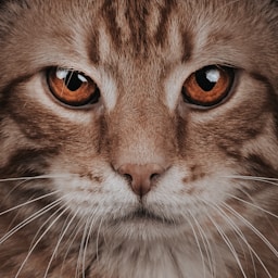 Miso