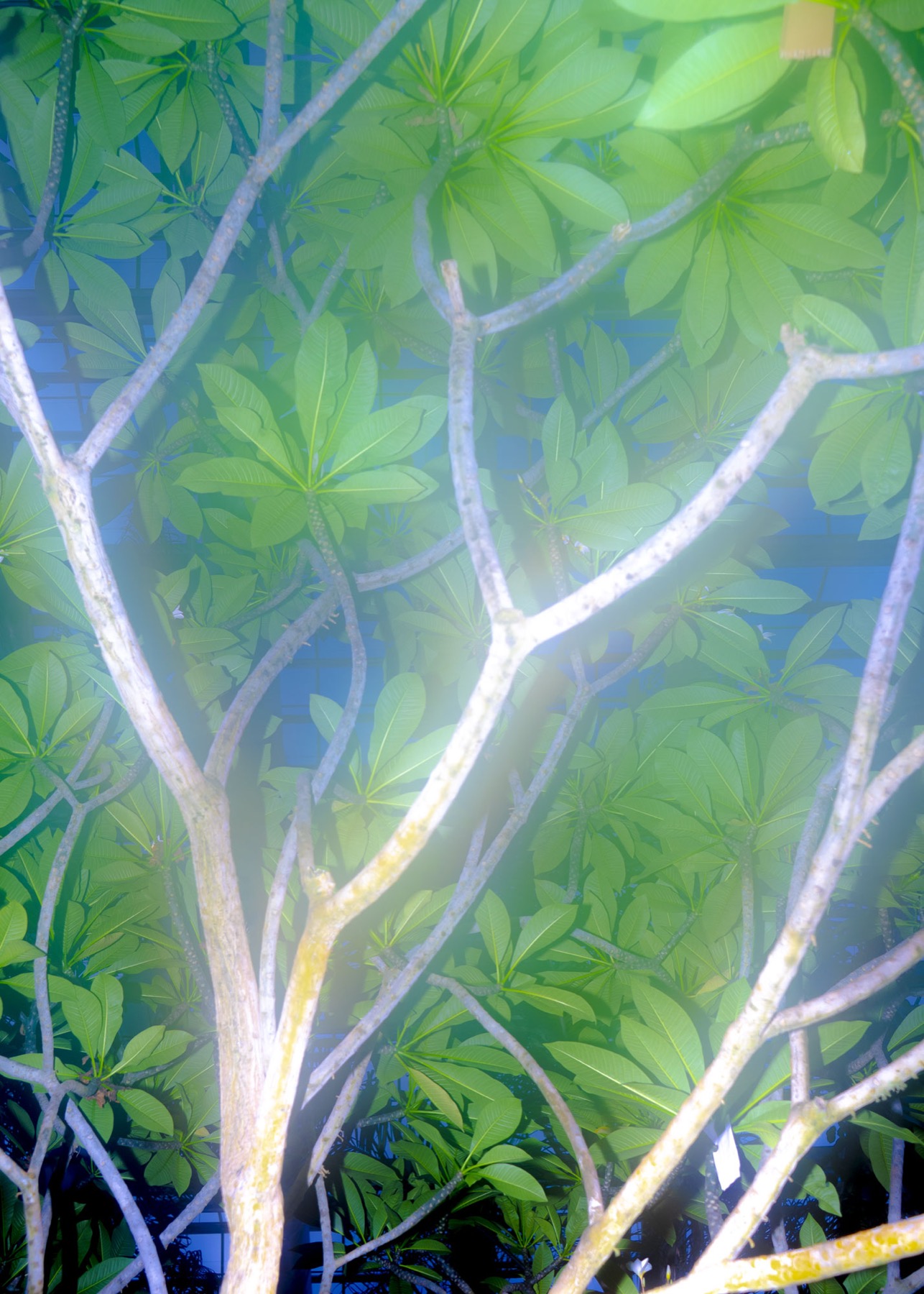 02 Canopy