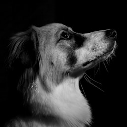 Hundebesitzer
