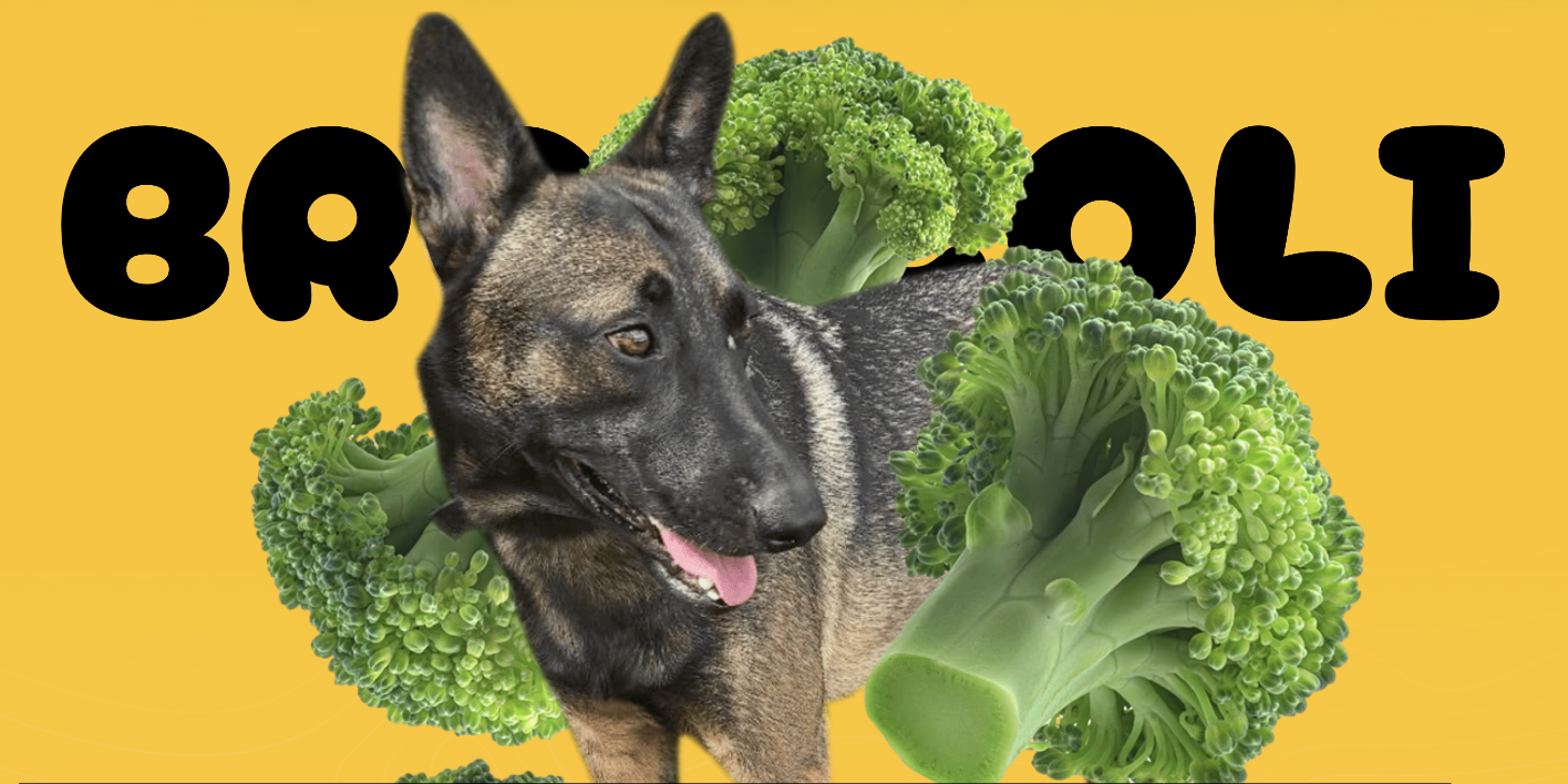 BROCCOLI - CZ'S DOG