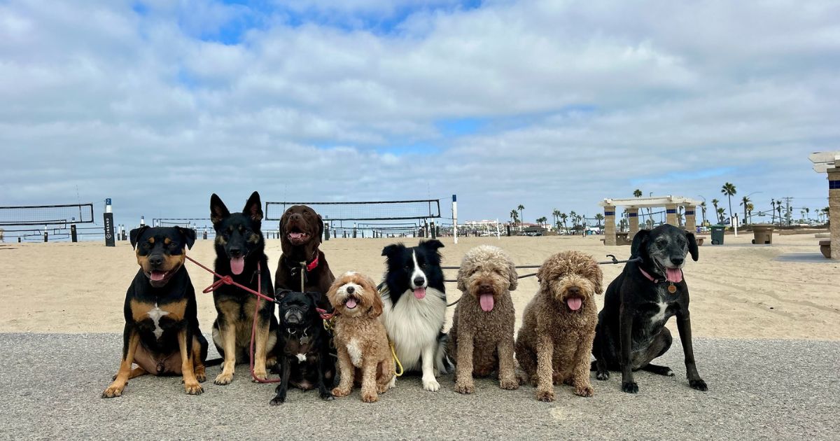 Contact Pup Scouts | Orange County Dog Walking, Training & Grooming
