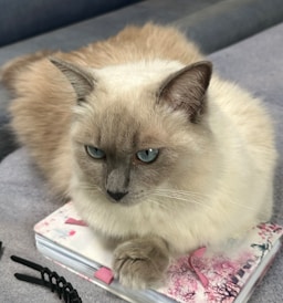 Yuki