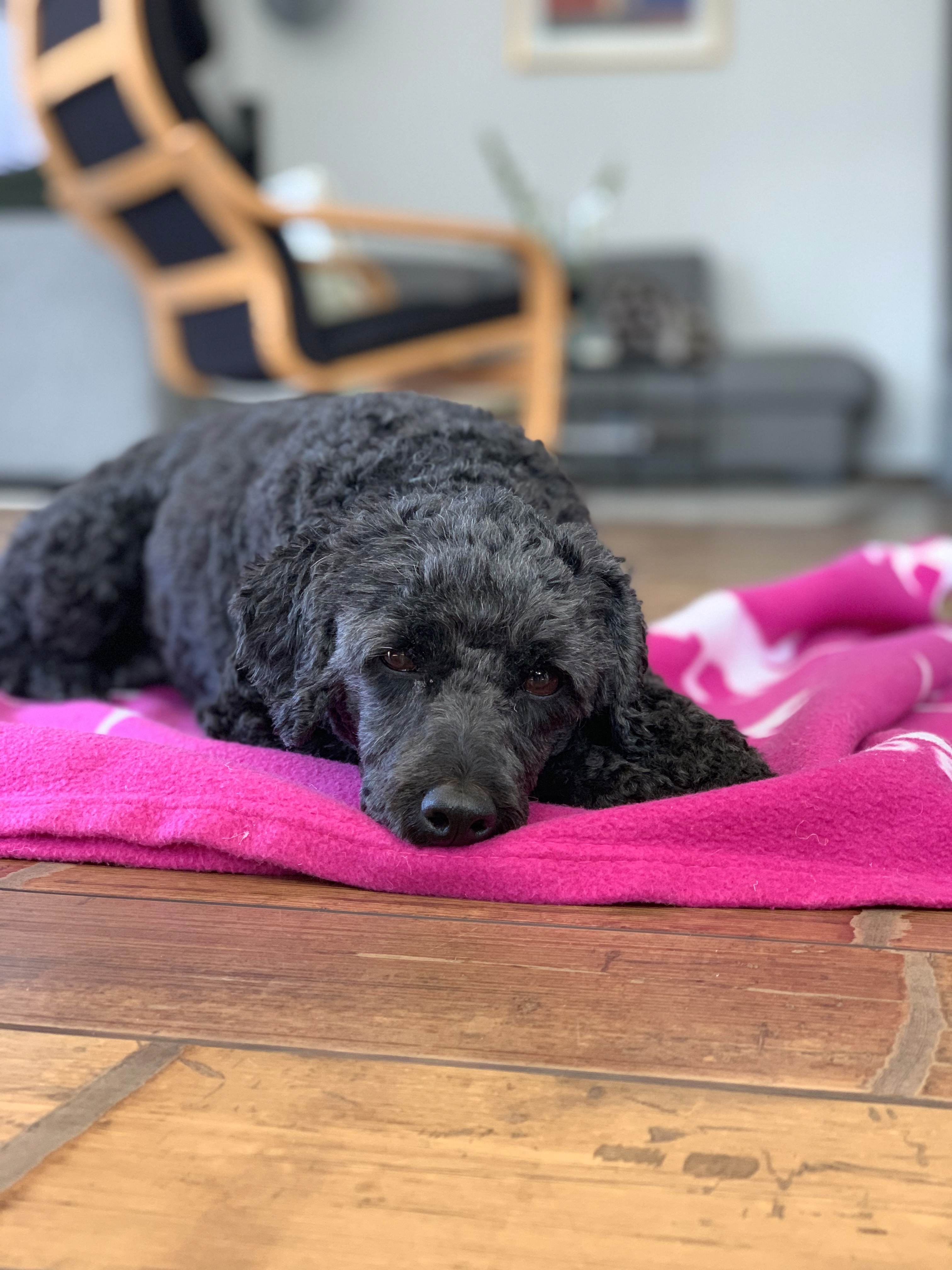 Hund som leker drakamp med leke