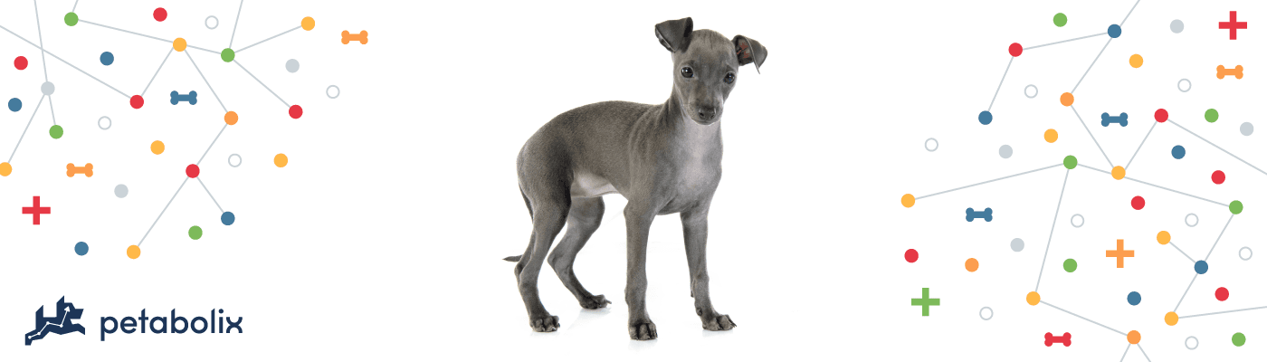 Italian Greyhound image