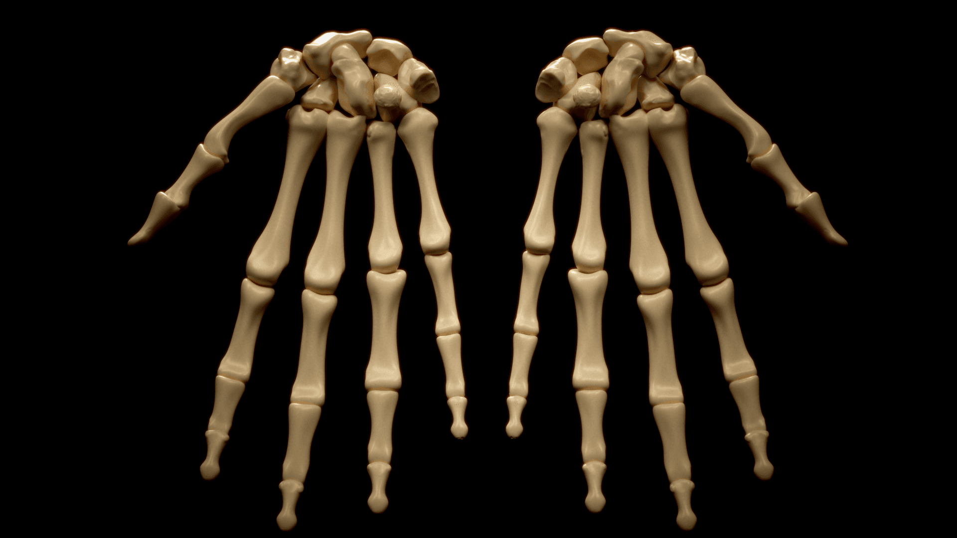 3D-printed anatomical bone set created from real bone references.