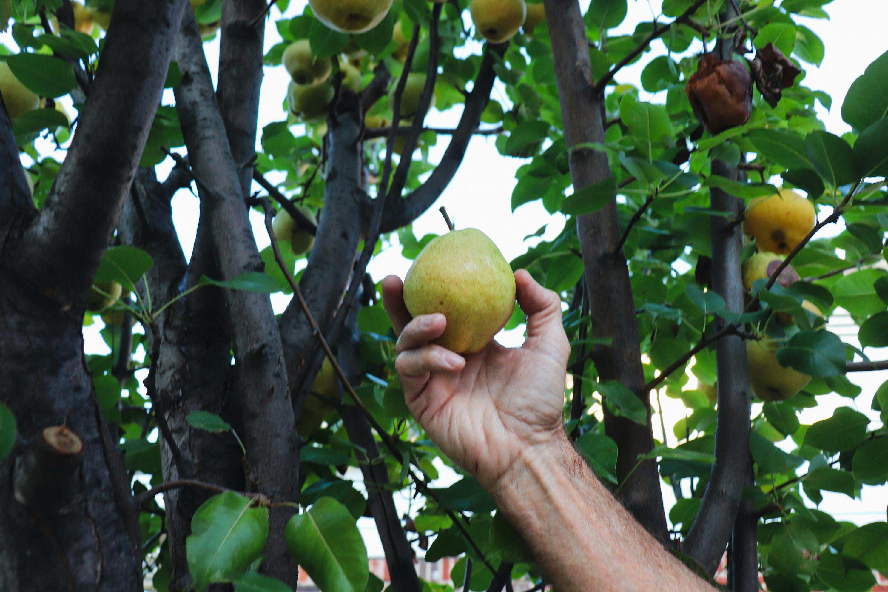 close-up-of-a-hand-picking-a-ripe-pear-on-a-sunny-day-in-texas. - kristy-mayo (pexels)