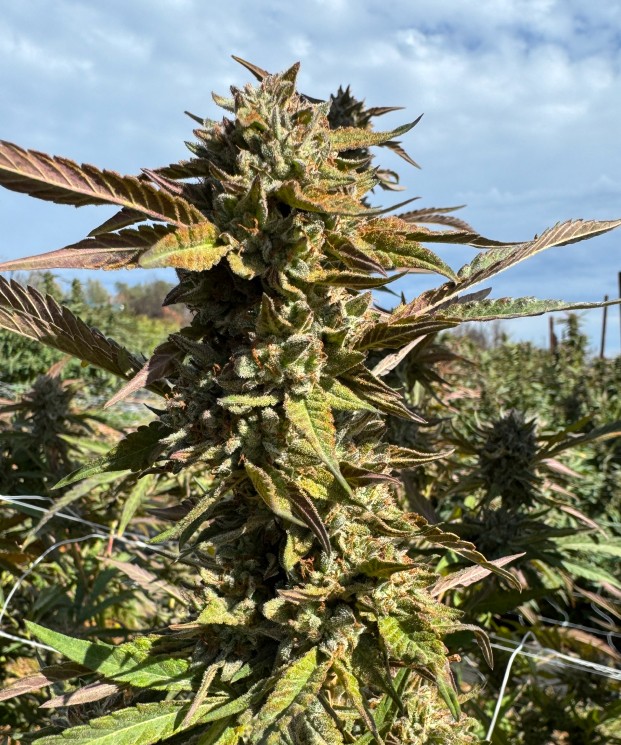 Blueberry Thin Mint ECCO Certified Exotic Cannabis Flower Noble Pacific