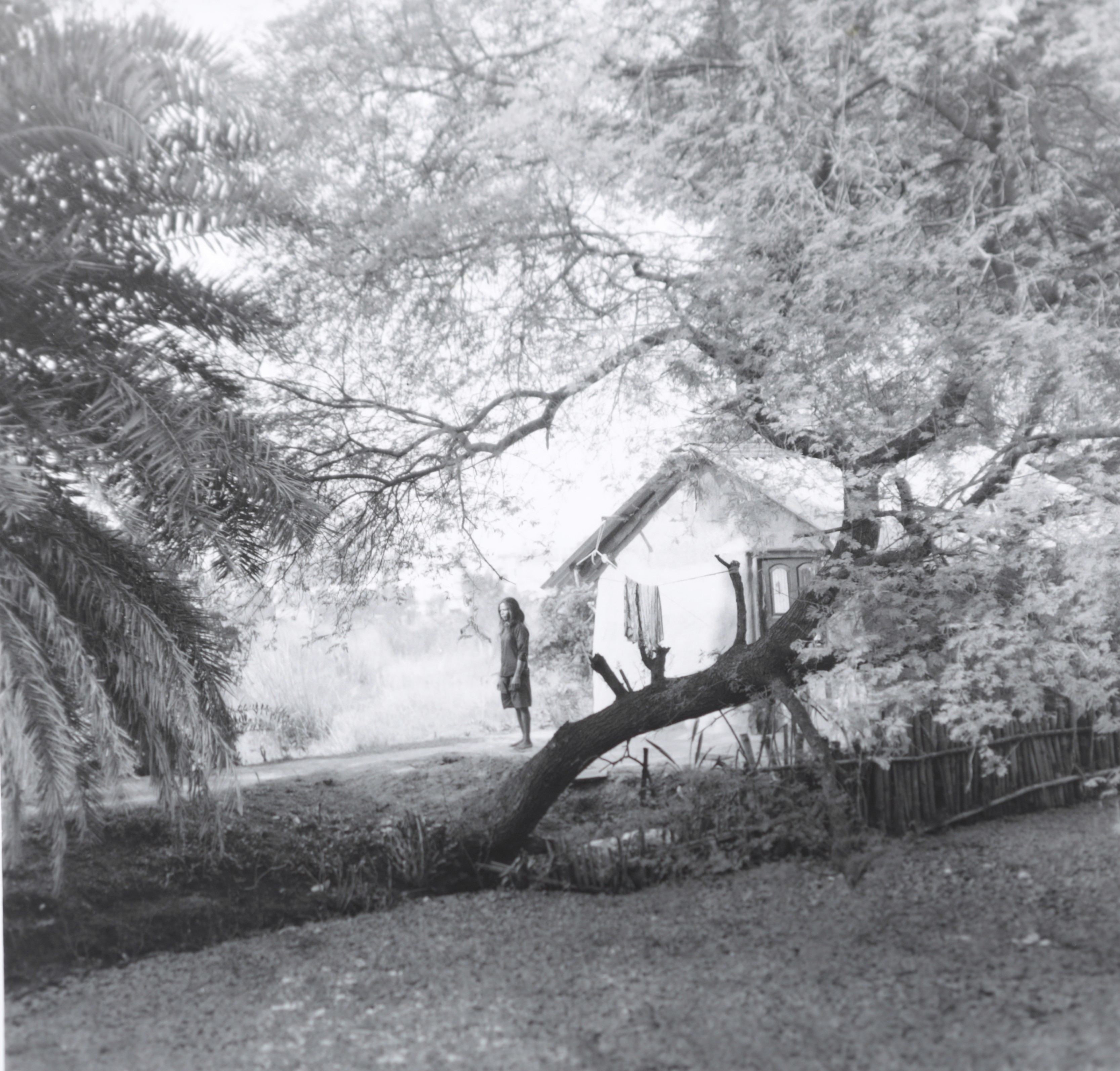 herd of sheep on road painting
