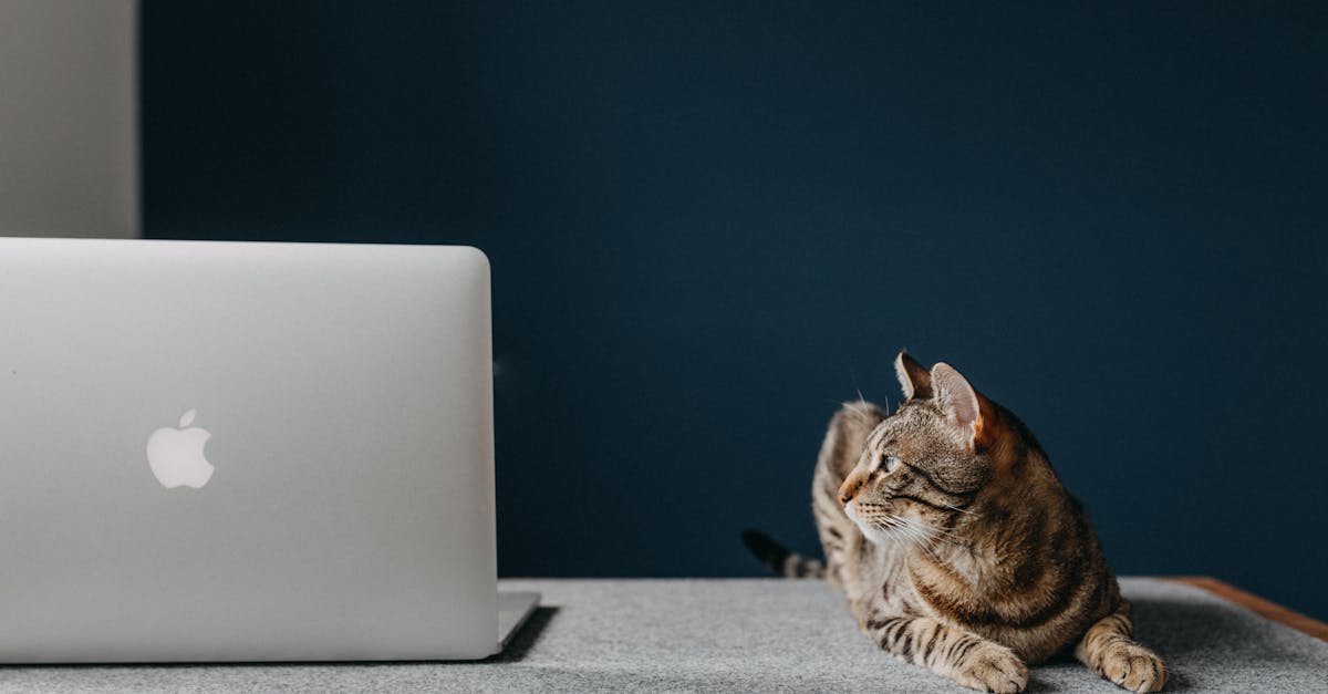 A serene brown tabby cat lies next to a laptop on a wooden desk, creating a cozy workspace vibe.