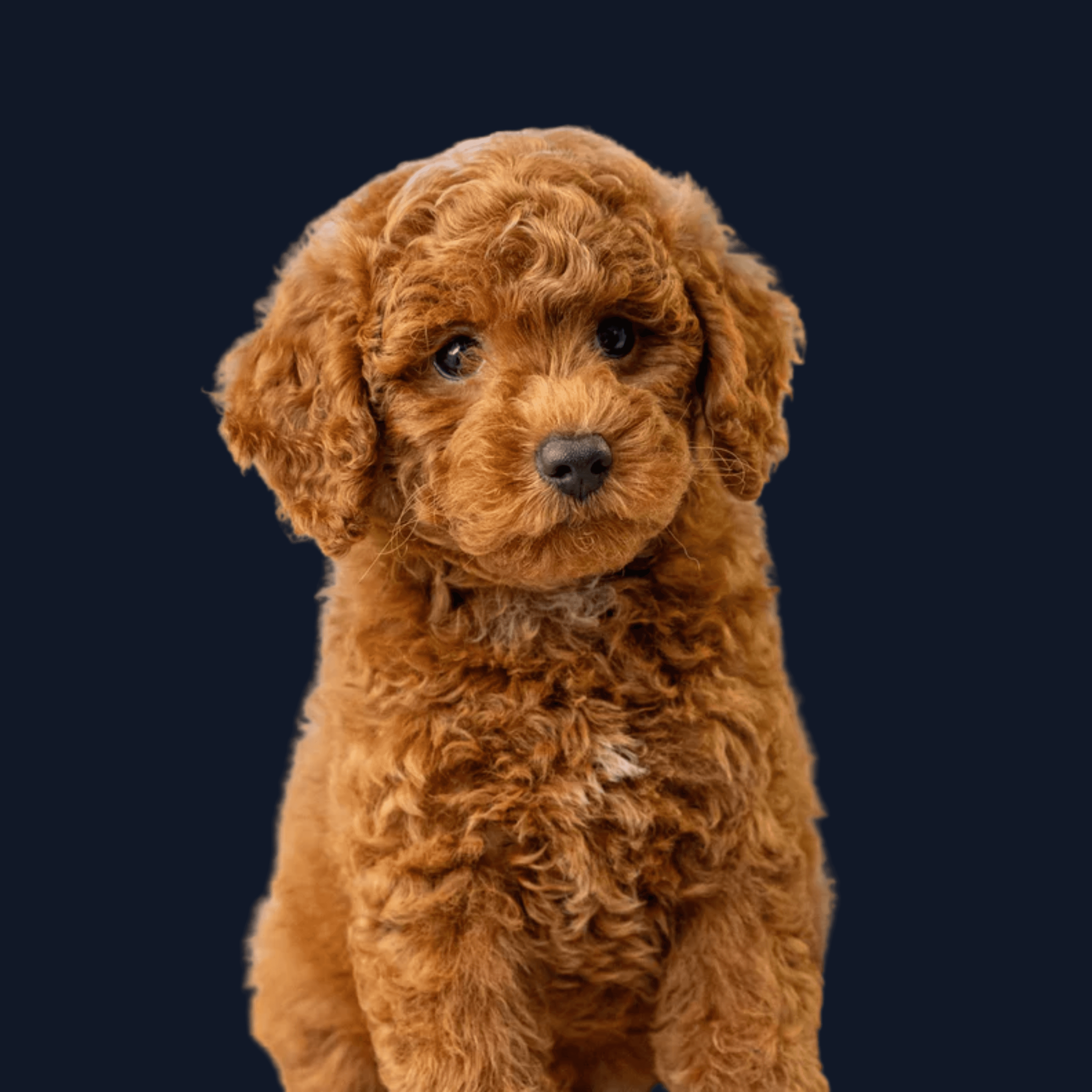 Portrait of the Partnerships & Operations employee