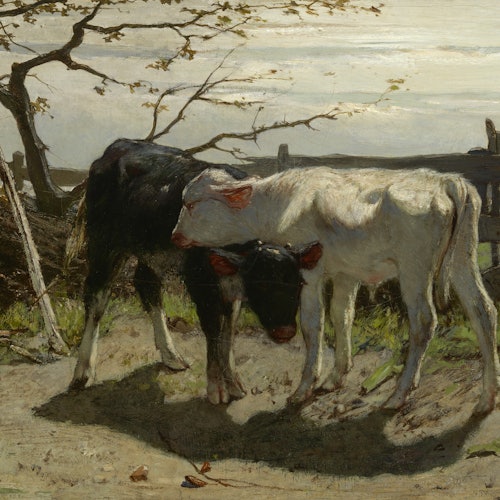 兩隻小牛，一隻黑色一隻白色，站在籬笆旁邊，周圍是稀疏的綠色植物和一棵光禿禿的樹。