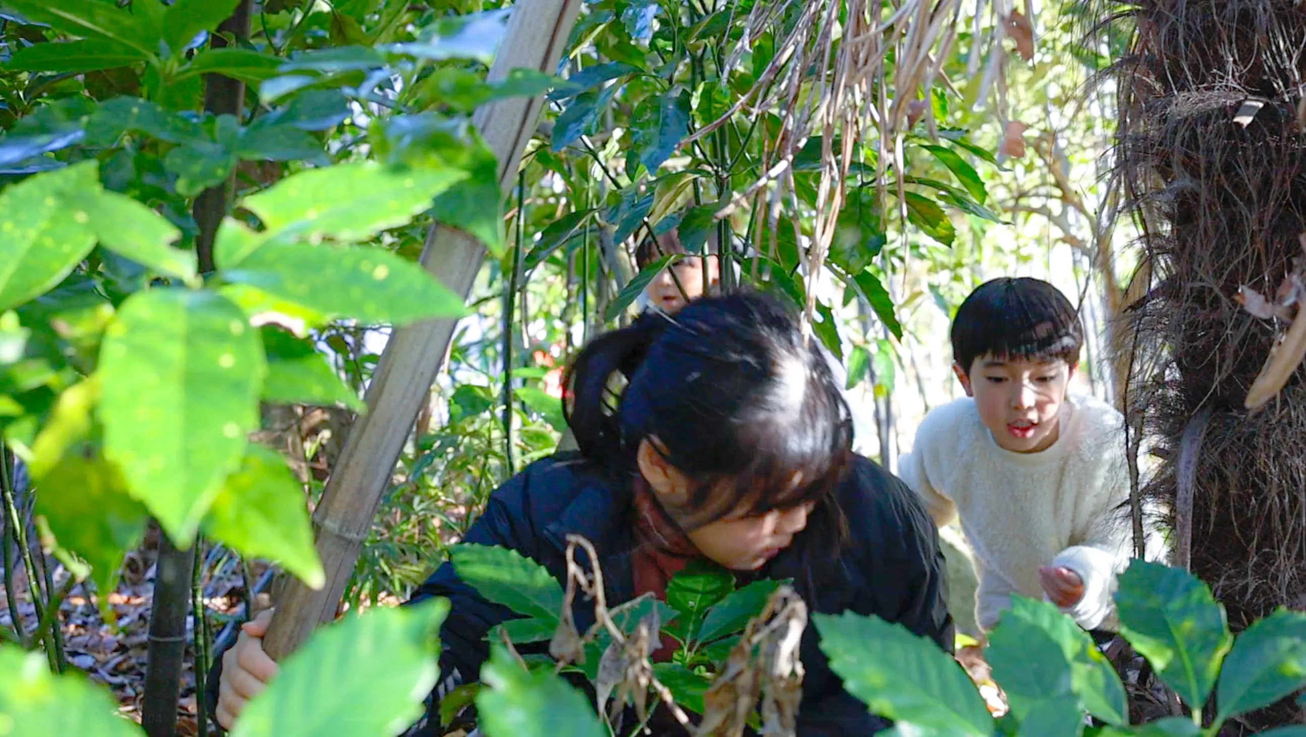 Our kids academy's nature exploration program in action, as a group of curious students crouch together in a sun-dappled, leafy thicket, fully engaged in discovering the wonders of the natural world.