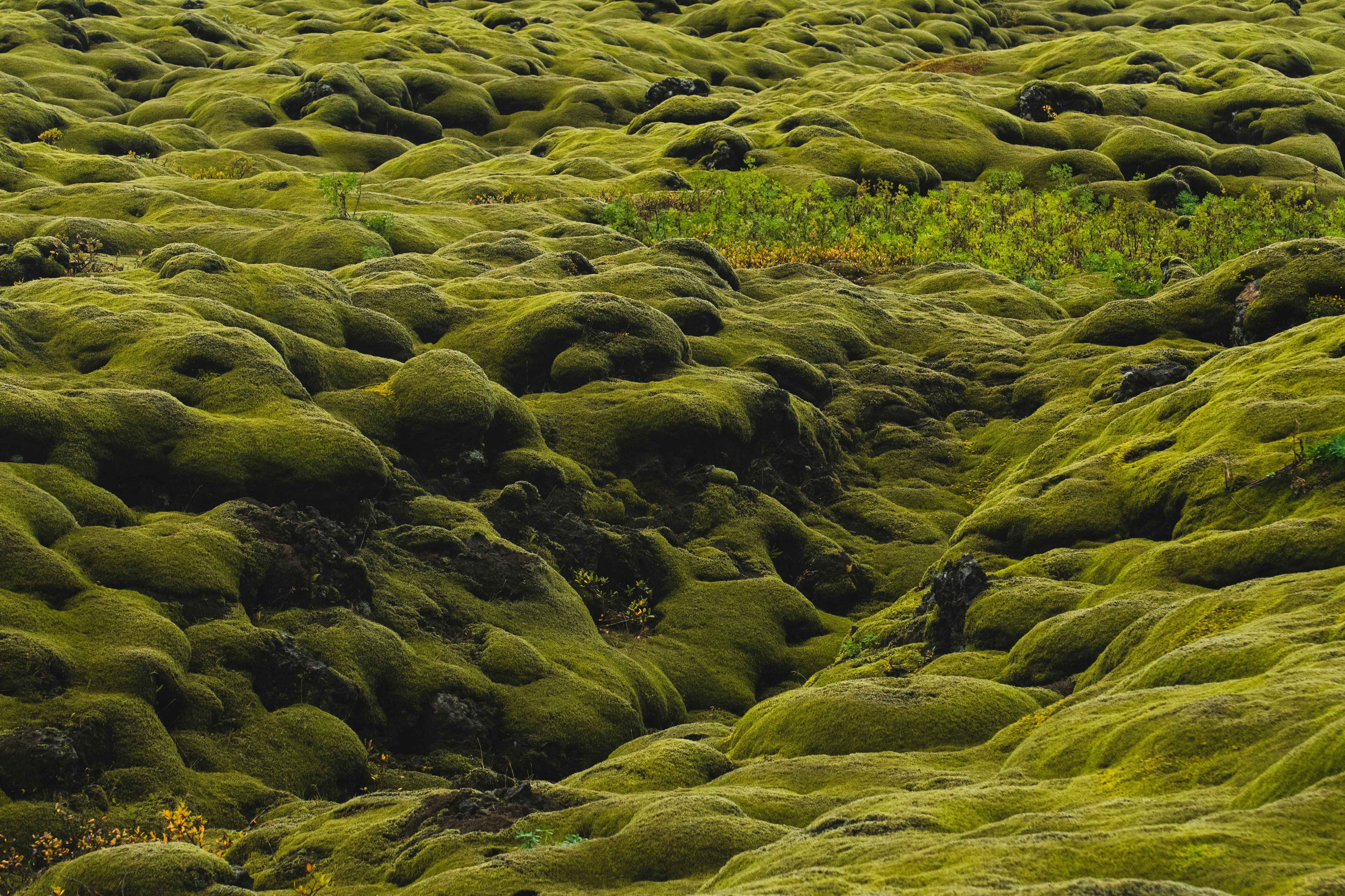 Eldhraun lava field covered in moss in Iceland.