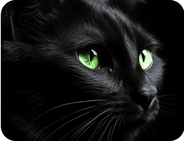 Black Cat