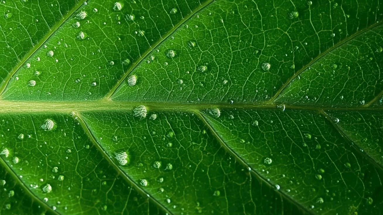 Background Picture - threes