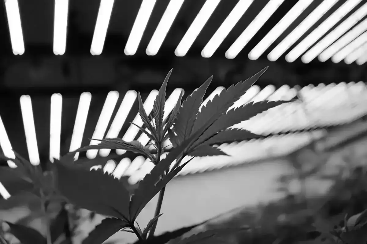 Gavita 1700e LED Grow Lights in a 4trees Cannabis Building clients grow