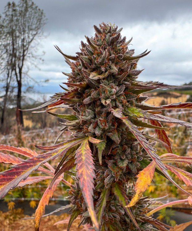 Zoap ECCO Certified Exotic Cannabis Flower Noble Pacific