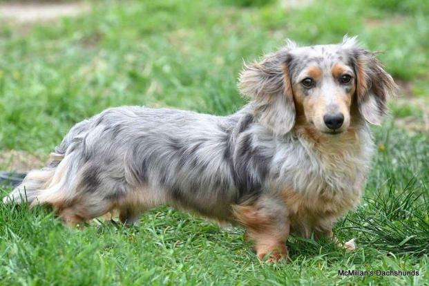 long haired blue and tan dapple dachshund adult male