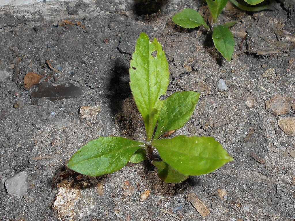 Group of students processing acorns together during a foraging class, representing shared learning and scholarship.