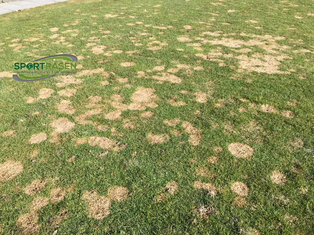 Schneeschimmel im Rasen