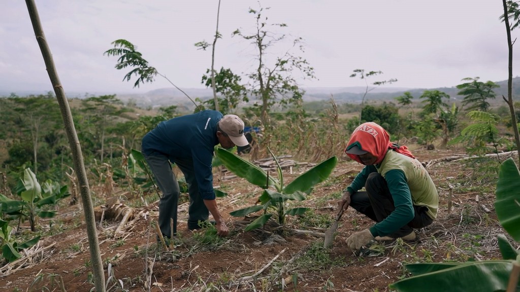 Two people working in a field, planting saplings in the ground among green foliage and trees.