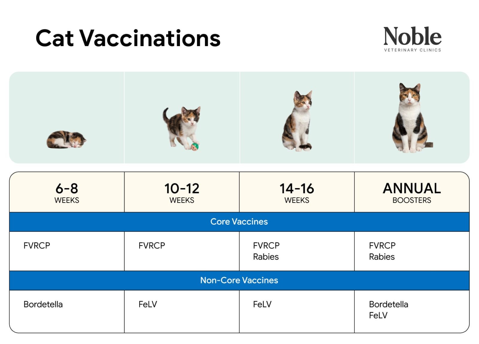 An infographic displaying the vaccination schedule for cats in all life stages.
