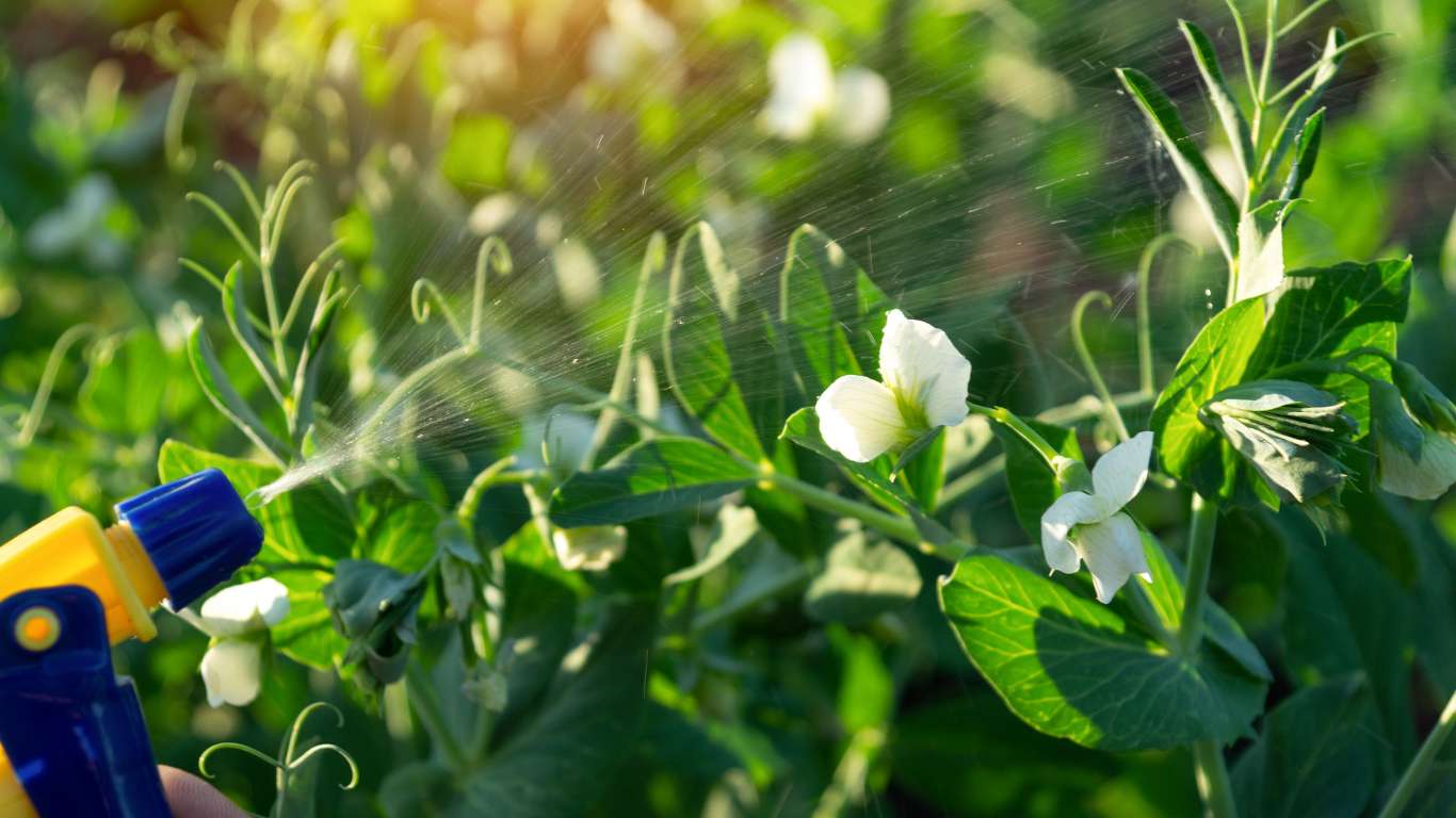 Residential Shrub Pest Control