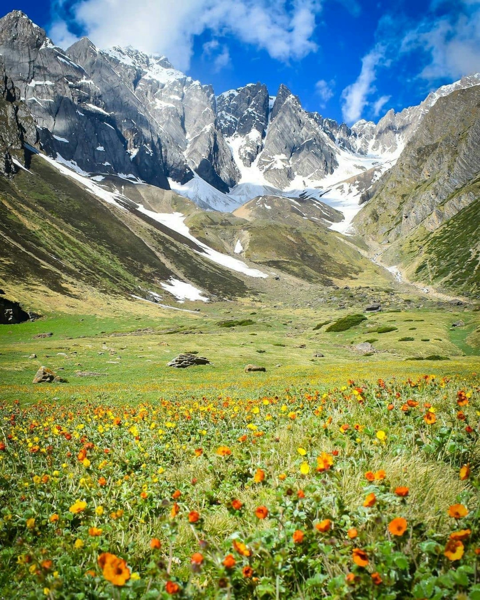 beautifull landscape with mountain and snow with flowers everywhere